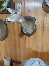 Whitetail deer doe for sale  Wentzville