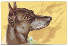 cane compagnia usato cane compagnia usato Savona