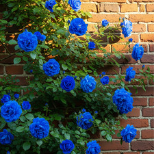Rosa rampicante blu usato  Trappeto