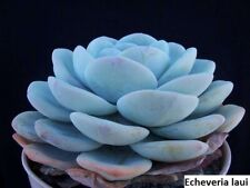 Echeveria laui seeds for sale  Marietta