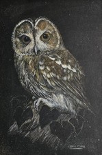 Owl mounted wildlife for sale  LISKEARD