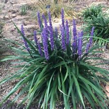 Lilyturf flower seeds for sale  Parsippany