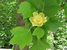 Tulip tree seeds.. for sale  CAMBORNE