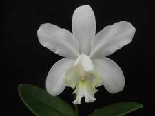 Orchidee cattleya loddigesii d'occasion  Bischoffsheim