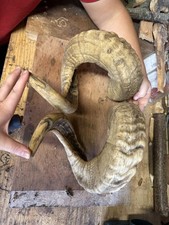 Ram horns for sale  WORTHING
