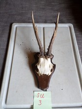 Roe hirsch geweih gebraucht kaufen  Blaibach