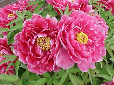 Tree peony paeonia for sale  Elko