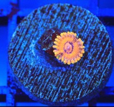 Burning ember zoa for sale  Placentia