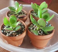 Crassula vata geldbaum gebraucht kaufen  Bad Abbach