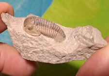 Trilobit gerastos gerolstein gebraucht kaufen  Gifhorn