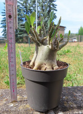 Adenium besum wüstenrose gebraucht kaufen  Rudolstadt