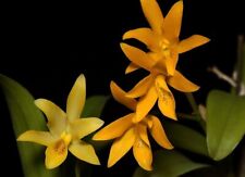 Rare guarianthe aurantiaca for sale  HALSTEAD