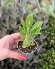 Pianta adenium obesum usato  Terlizzi