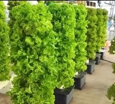 Tour hydroponic plantes d'occasion  Bretignolles-sur-Mer