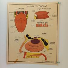 Affiche pédagogique scolaire d'occasion  Canohès