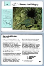 Blue spotted stingray for sale  SLEAFORD