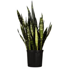 Tall snake plant for sale  Houston