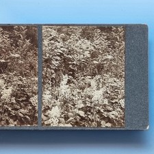 Shropshire stereoview c1910 for sale  TELFORD