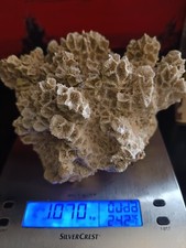 Corail blanc d'occasion  Contes