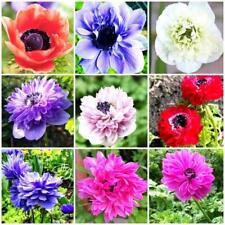 Anemone brigid corms for sale  WISBECH