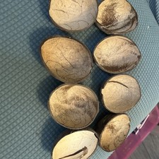 Half coconut shells for sale Half coconut shells for sale  WEYMOUTH
