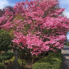 Cornus florida cv. usato  Napoli