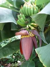 Winterharte gebirgs banane gebraucht kaufen  Kaiserslautern