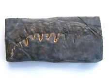 Fossils replica cambrian usato  Spedire a Italy