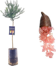 Pianta finger lime usato  Roma