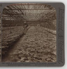 Greenhouse araucaria ghentbrug d'occasion  Expédié en Belgium
