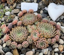 Sempervivum Michaela, Z: Chona Stickl (A), korzeń dachowy z korzenia domu, 2 kindel, używany na sprzedaż  Wysyłka do Poland
