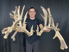 whitetail deer antlers for sale  Delphos
