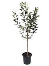 Apfelbaum weißer klarapfel gebraucht kaufen  Detmold