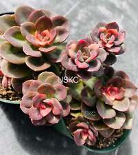 Pot pot succulent for sale  San Jose
