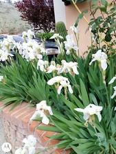 Iris bianco giaggiolo usato  Durazzano