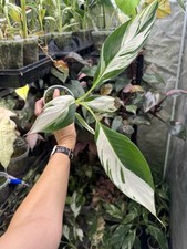 Musa aeae variegated for sale  Quincy