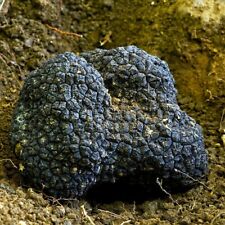 Black truffle liquid for sale  Mc Connell