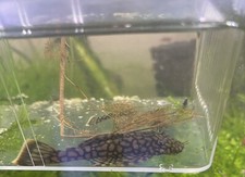 Male wabenmuster bristlenose for sale  Mesquite