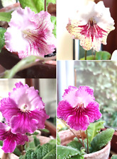 Stunning streptocarpus mixed for sale  WELWYN GARDEN CITY