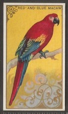 Atc .c. bird for sale  COLNE