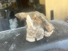 Reptile fossil and d'occasion  Expédié en Belgium