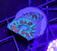 Acanthastrea lordhowenssis aca for sale  LYTHAM ST. ANNES