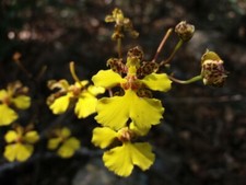 Ncidium trichocentrum cebollet gebraucht kaufen  Ludwigshafen am Rhein