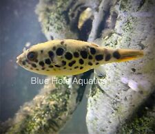 Spotted congo puffer for sale  Naples