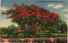 royal poinciana tree for sale  Indianapolis