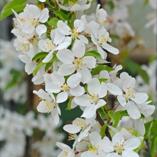 Crab apple fruit for sale  IPSWICH