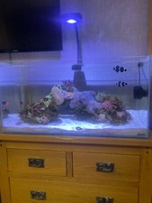 Reef aquarium full for sale  BENFLEET