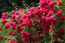 Semi rosa rampicante usato  Trappeto