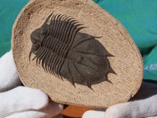 High detail devonian for sale  Tucson