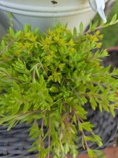 cover pot ground for sale  Kendallville